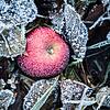 Roter Apfel mit Frost Roter Apfel mit Frost