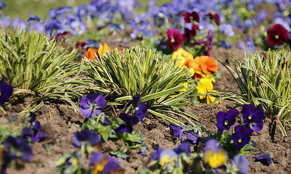 Gräser in einem Blumenbeet im Rosengarten