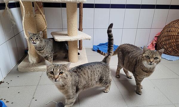 Drei der beschlagnahmten Katzen, die im Dezember ins Tierheim Kulmbach gekommen sind.