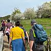 Kirschenweg Fränkische Schweiz 2024 Der Frühling ist da, da gibt es in der Fränkischen Schweiz kein Halten mehr. Am Samstag drängten sich zahllose Ausflügler zwischen Pretzfeld und dem Kirschenweg, der in voller Blüte stand.