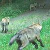 Nachweis von vier Wolfswelpen aus dem Rudel „Hohe Rhön“: Dieses Foto wurde am 28.8.24 von einer Fotofalle des Landesamtes für Umwelt (LfU) im Landkreis Rhön-Grabfeld aufgenommen. Nachweis von vier Wolfswelpen aus dem Rudel „Hohe Rhön“: Dieses Foto wurde am 28.8.24 von einer Fotofalle des Landesamtes für Umwelt (LfU) im Landkreis Rhön-Grabfeld aufgenommen.