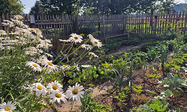 Einen typischen Bauerngarten bewirtschaftet Christian Volpert.