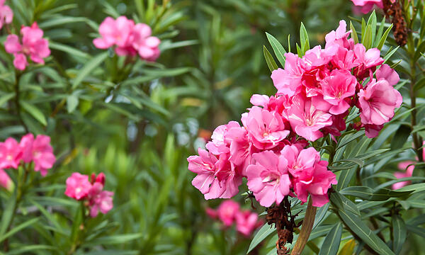 Egal ob Blatt, Blüte, Frucht oder sogar Wurzel – alle Pflanzenteile des Oleanders sind für Menschen giftig. Bei einer hohen Dosis kann eine Vergiftung mit Oleander sogar zum Tode führen, wenn bei Menschen Herzrhythmusstörungen oder ein Herzstillstand verursachen werden.