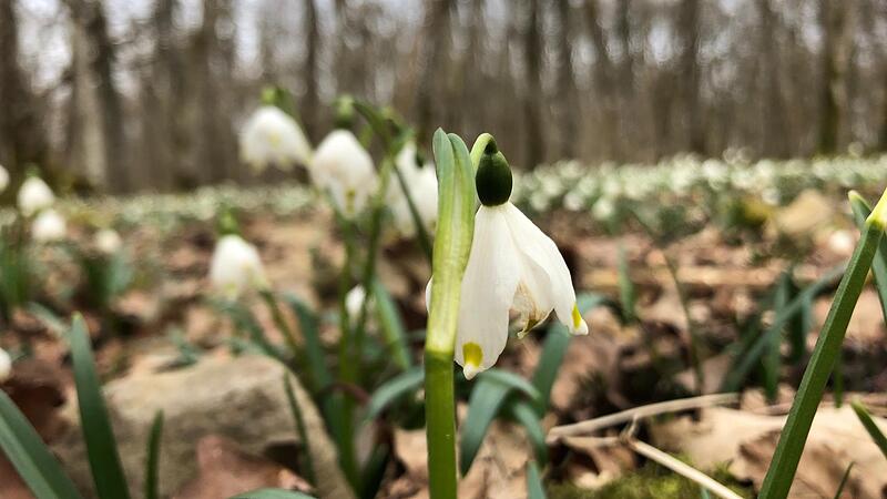 Zum Frühlingsbeginn blühen am Sodenberg Märzenbecher... Foto: Angelika Silberbach