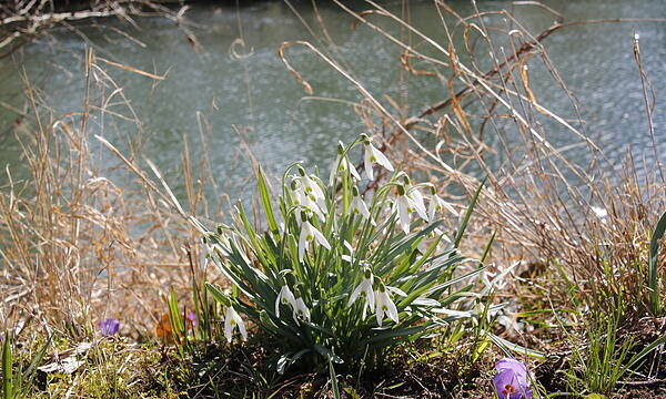 Die ersten Blumen blühen im Kurgarten