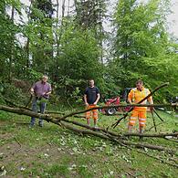 Umgestürzter Baum am Goldbergsee