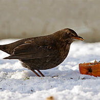 Amsel, Turdus merula, common blackbird