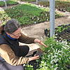 Staudengärtnerei Ehrhardt in Weisendorf Die Inhaberin der Staudengärtnerei in Weisendorf, Doris Ehrhardt, zeigt ihre Waldmeister-Pflanzen.