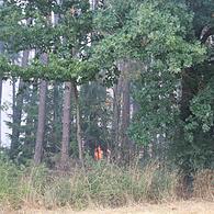Die Wahrscheinlichkeit brennender Wälder wächst in jedem Sommer.