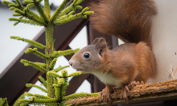 Die besten Chancen um Eichhörnchen zu sichten, hat man im Winter und beginnenden Frühling.