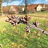Die Knospen befinden sich nicht mehr lange in der Vegetationsruhe. Die Knospen befinden sich nicht mehr lange in der Vegetationsruhe.