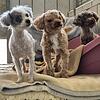 Tierheim Kronach - Animal-HoardingAnimal-Hoarding Tierheim Kronach Tierheim Kronach - Animal-HoardingAnimal-Hoarding Tierheim Kronach