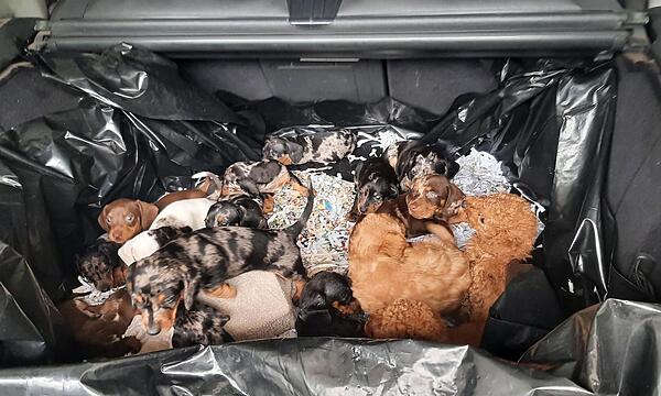 Bundespolizisten entdecken 20 Hundewelpen in Kofferraum
