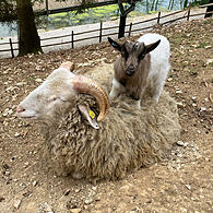 Im Wildpark Hundshaupten können Besucher momentan viele kleine Ziegenbabys beobachten. Nachwuchs gab es bei den Afrikanischen Zwergziegen und den Thüringer Waldziegen.