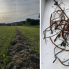 Bei der Luzerne-Ernte findet ein Landwirt mehrere Nester an Metallteilen. War es Sabotage? Bei der Luzerne-Ernte findet ein Landwirt mehrere Nester an Metallteilen. War es Sabotage?