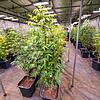 Cannabis-Club