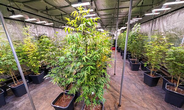 Cannabis-Club