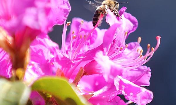 Rhododendron blüht üppig und in verschiedenen Farben, enthält aber auch viele Giftstoffe in Blüten, Nektar, Blättern und Früchten. Diese giftigen Stoffe sind sowohl für Mensch als auch Tier gefährlich. Vorsicht geboten ist bei Honig aus Rhododendron-Nektar: auch er kann für Unwohlsein sorgen.