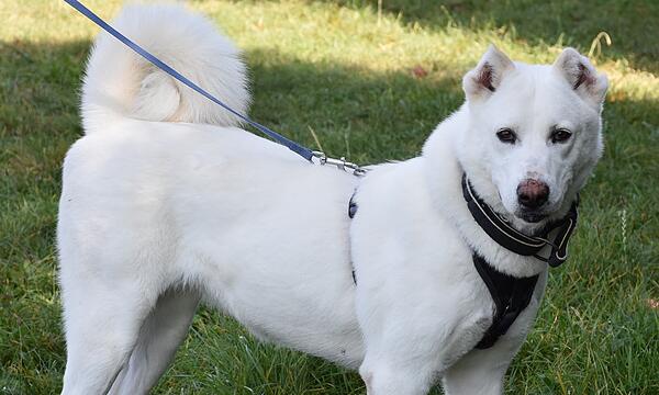 Jacinta ist ein Zentralasiatischer Owtscharka (Herdenschutzhund) und fünf Jahre alt.