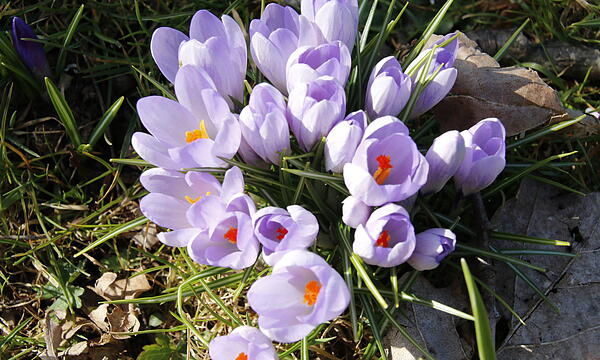 Die ersten Blumen blühen im Kurgarten
