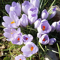Die ersten Blumen blühen im Kurgarten