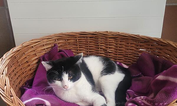 Kater Diego sucht ein neues Zuhause.