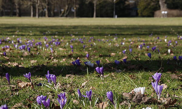 Die ersten Blumen blühen im Kurgarten