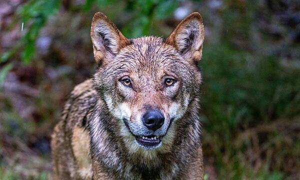 Wolf