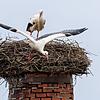 Storchennest