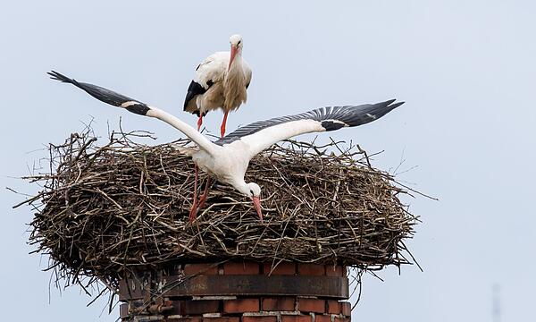 Storchennest