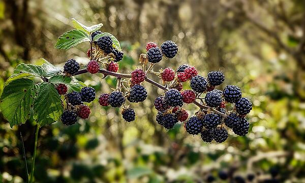 Im Garten sollte man die Brombeere so im Zaum halten, dass sie nicht überhand nimmt und andere Pflanzen verdrängt werden.