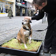 Für Hunde wie „Theo“ gibt es einfach zu wenig Grünflächen in der Innenstadt.