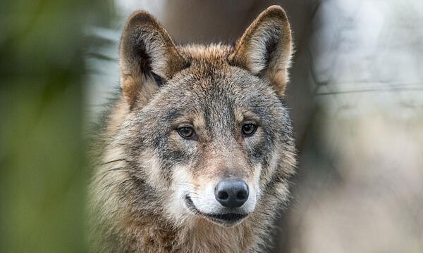 Wolf