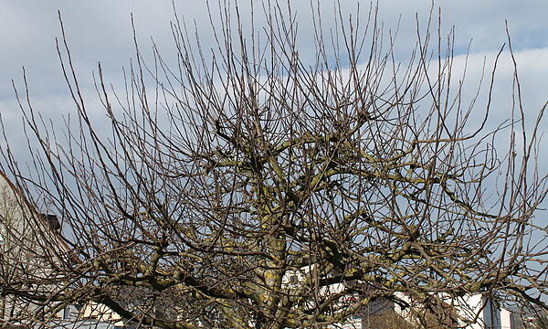 Blick auf einen Obstbaum im Spätwinter