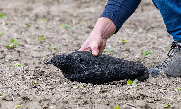 Anti-Saatkrähen-Projekt in der Landwirtschaft
