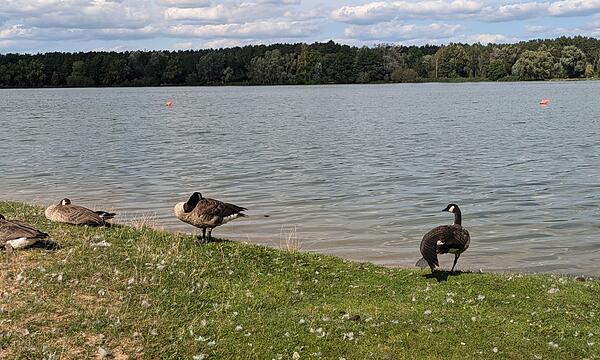 Dechsendorfer Weiher Gänseplage