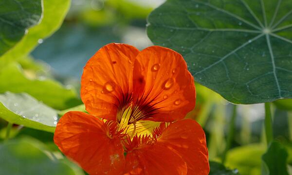 Die Blüte der Kapuzinerkresse