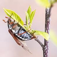 Maikäfer ernähren sich von Laubbaumblättern. In den Nadelwaldgebieten Oberfrankens waren die Insekten bisher nur selten anzutreffen.