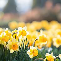 Leuchtend gelb strahlen die Osterglocken im Frühjahr in viele Wohnungen und Gärten. Doch man muss mit der Narzissenart vorsichtig umgehen: Ihre Pflanzenteile und sogar das Blumenwasser aus der Vase sind giftig. Meist kommt es durch die Verwechslung der Zwiebel mit einer Küchenzwiebel zu einer Vergiftung, vereinzelt durch Verzehr von ganzen Pflanzen von Kindern oder Haustieren.