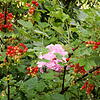 Johannisbeeren