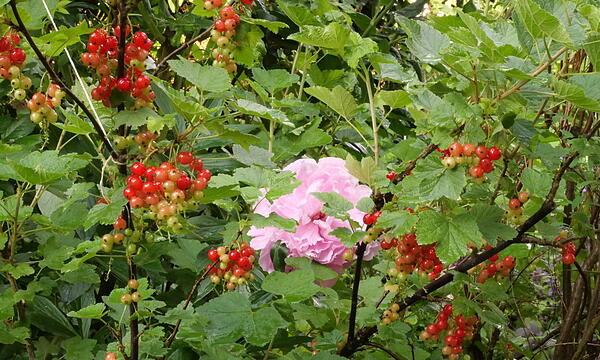 Johannisbeeren