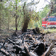 Verkohlte Reste: Der Waldbrand im Tennenloher Forst hat viel Schaden angerichtet.