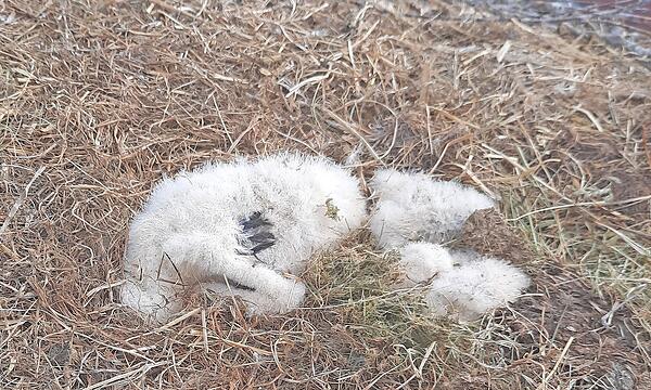 Störche: Küken verhungern im Horst wegen Nahrungsmangel