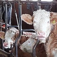 Bei Kühen sorgt ein "Schnulleralarm" für eine umfassende Betreuung und Überwachung.