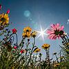 Sonne über dem Blühstreifen