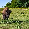 Bisons