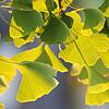 Ginko