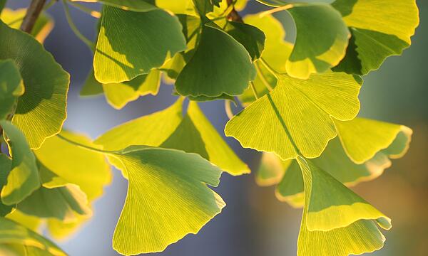 Ginko