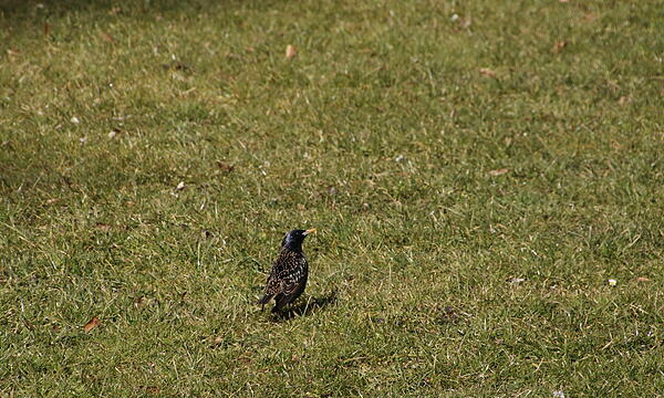 Vögel genießen die Sonne im Kurgarten