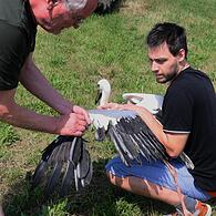 Julian Hauschild (rechts) und Tierarzt Joachim Lessing mit dem eingefangenen Storch. Einige seiner Schwungfedern sind stark verkümmert – so kommt er nicht in die Luft.